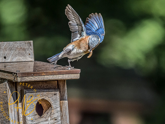 -Indiana Birds and Wildlife 2022 6579-Edit-Edit