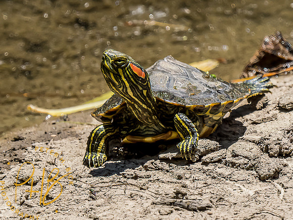 -Indiana Birds and Wildlife 2022 6529-Edit-Edit