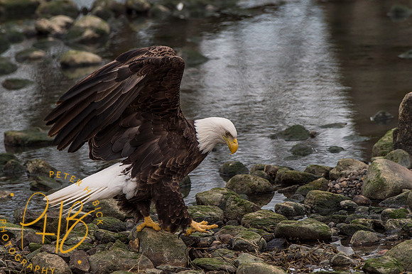Bald Eagle 2016 0316