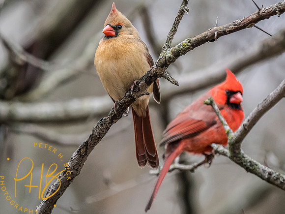 Indiana Birds and Wildlife 2024 0969-Edit