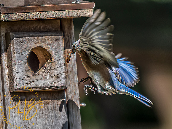 -Indiana Birds and Wildlife 2022 6596-Edit-Edit