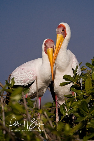 Africa 08 10809