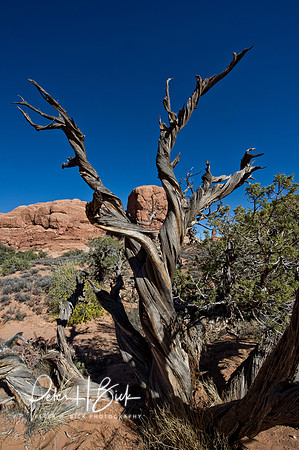 Arches NP 2011 0211