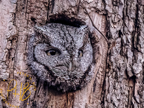 -Indiana Birds and Wildlife 2022 2930-Edit-Edit