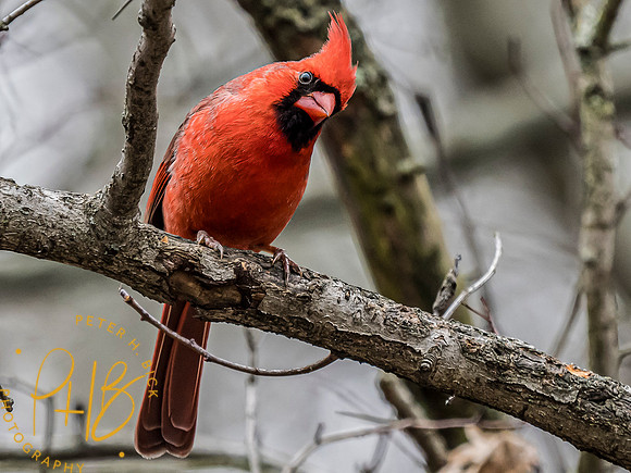 Indiana Birds and Wildlife 2024 0960-Edit