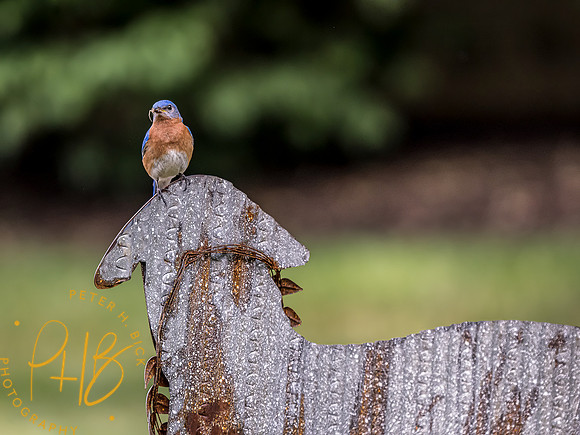 -Indiana Birds and Wildlife 2022 7156-Edit-Edit