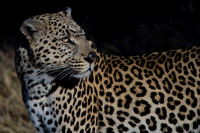 0057Africa 08 8828