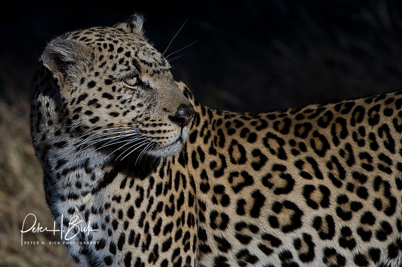 0057Africa 08 8828