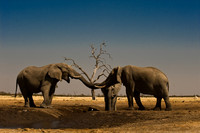 0049Africa 08 8028