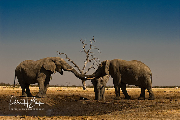 0049Africa 08 8028