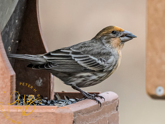 Indiana Birds and Wildlife 2024 1327-Edit