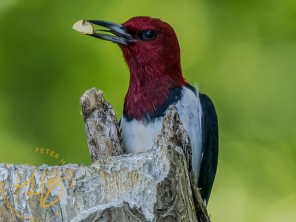 -Indiana Birds and Wildlife 2022 7213-Edit-Edit