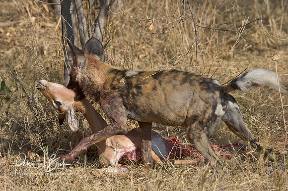 Africa 08 11315