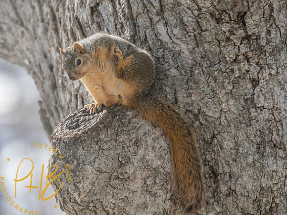Indiana Birds and Wildlife 2025 1469-Edit
