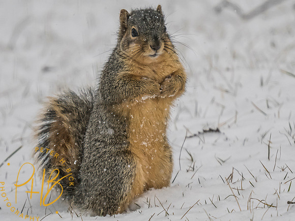 Indiana Birds and Wildlife 2024 1413-Edit