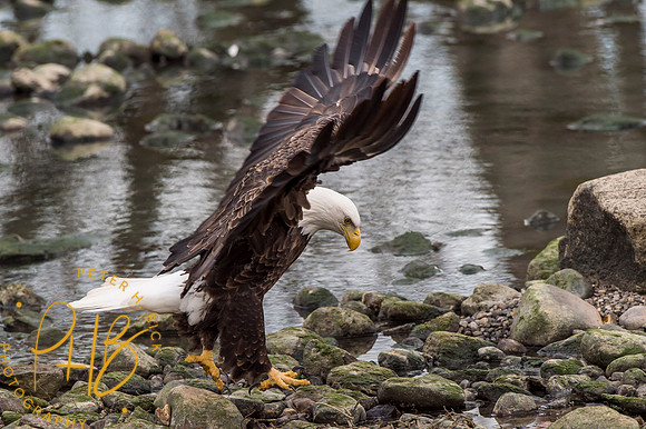 Bald Eagle 2016 0318