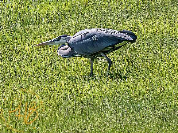 -Indiana Birds and Wildlife 2022 4682-Edit-Edit