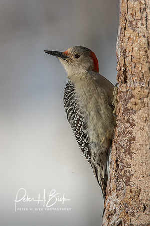 Zionsville Birds 2015 0300