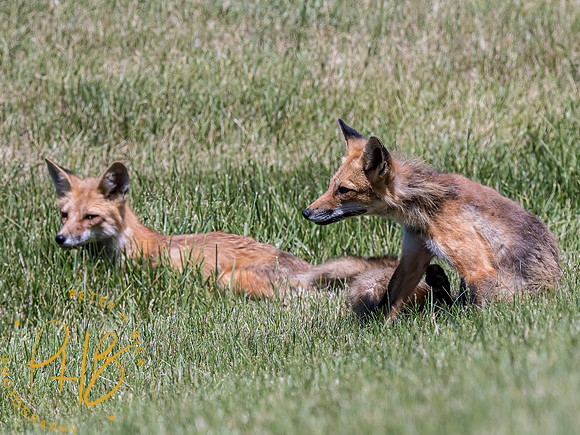 -Indiana Birds and Wildlife 2022 6385-Edit-Edit