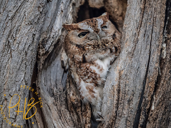 Indiana Birds and Wildlife 2025 3778-Edit