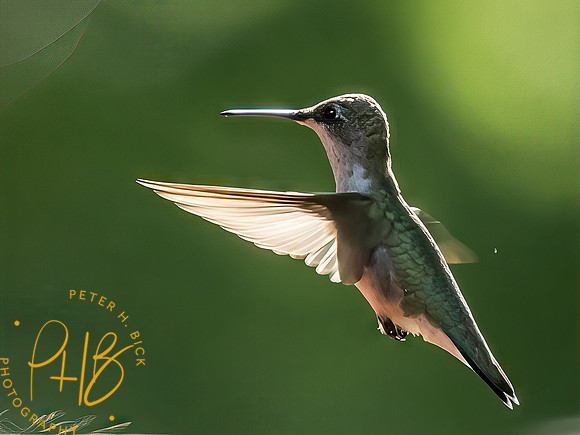 Indiana Birds and Wildlife 2025 8623-Edit-Edit