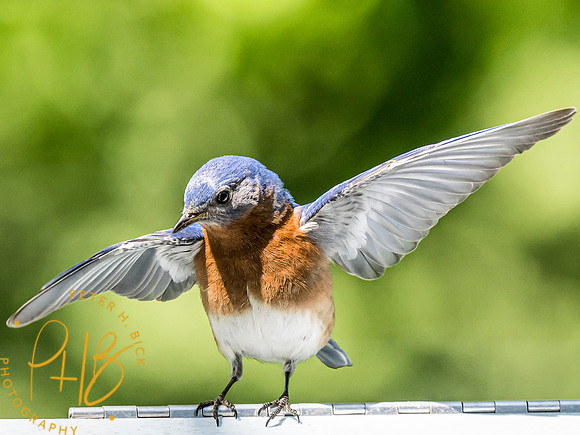 Indiana Birds and Wildlife 2024 6134-Edit