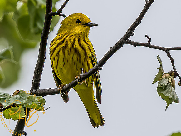 -Indiana Birds and Wildlife 2022 3843-Edit-Edit