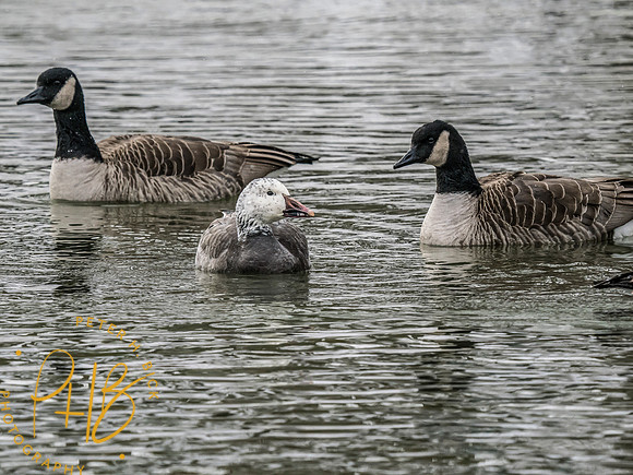 Indiana Birds and Wildlife 2024 0311-Edit