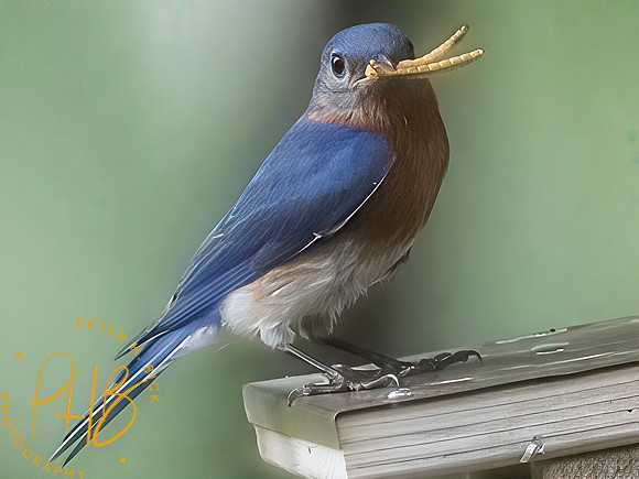 Indiana Birds and Wildlife 2025 8201-Edit-Edit