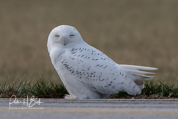 Snowy Owl 2014 0201