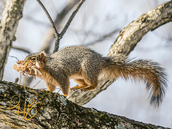 Indiana Birds and Wildlife 2025 1029-Edit