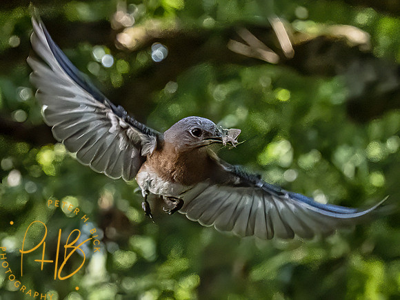 -Indiana Birds 2020 13170-Edit-Edit