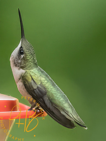 Indiana Birds and Wildlife 2025 8582-Edit-Edit