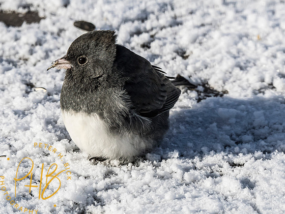 Indiana Birds and Wildlife 2024 0335-Edit