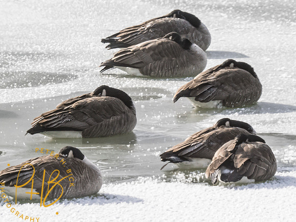 Indiana Birds and Wildlife 2024 0389-Edit
