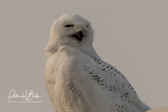 Snowy Owl 2014 0435