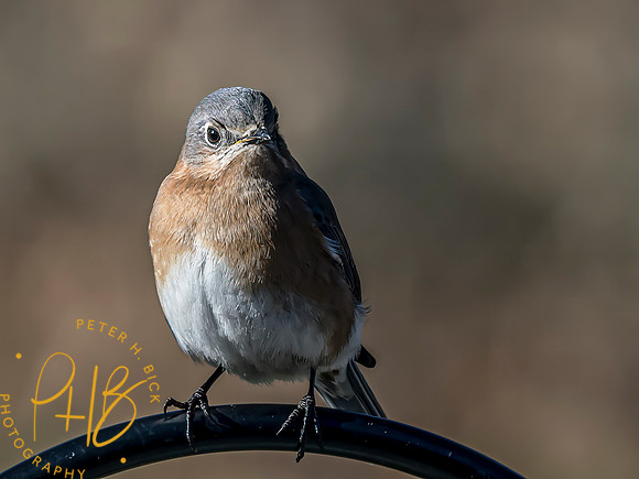 Indiana Birds and Wildlife 2024 1103-Edit