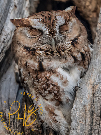 Indiana Birds and Wildlife 2025 3750-Edit