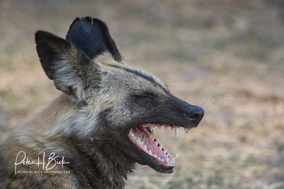 Africa 08 11198