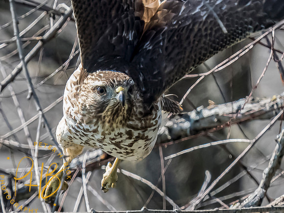 Indiana Birds and Wildlife 2024 1999-Edit