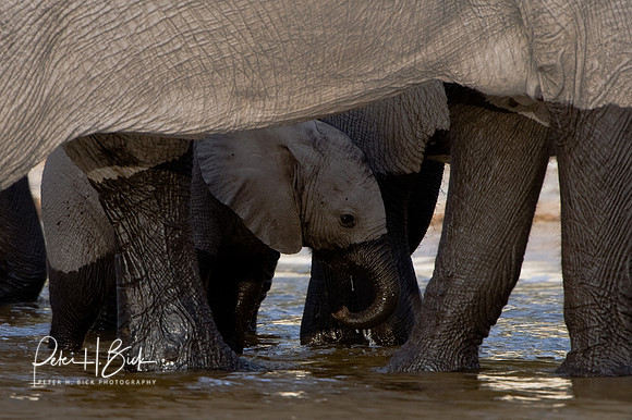 Africa 08 3874