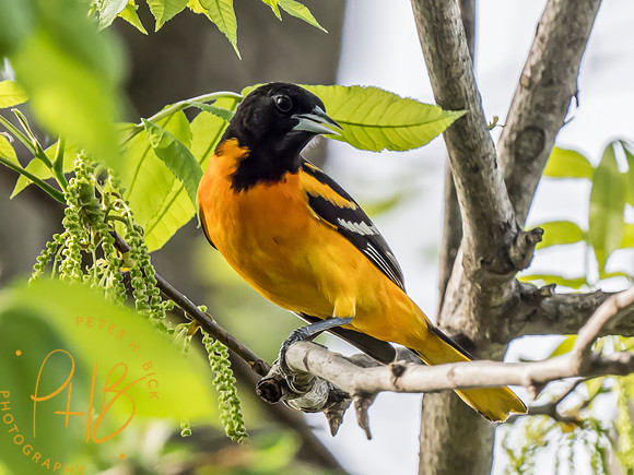 Indiana Birds and Wildlife 2024 5858-Edit