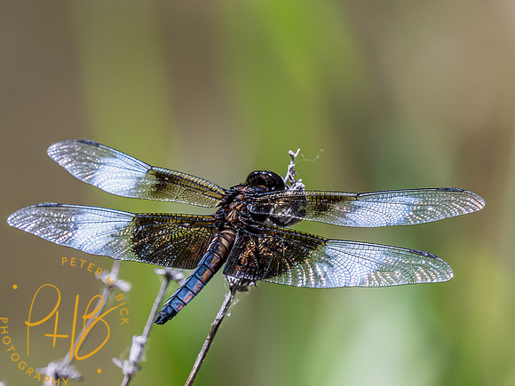 -Indiana Birds and Wildlife 2022 6357-Edit-Edit