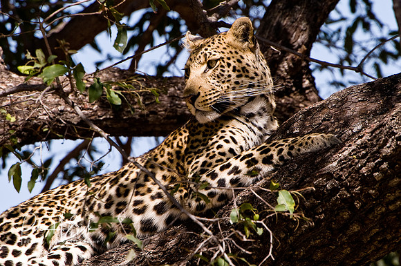 Africa 08 10115-2