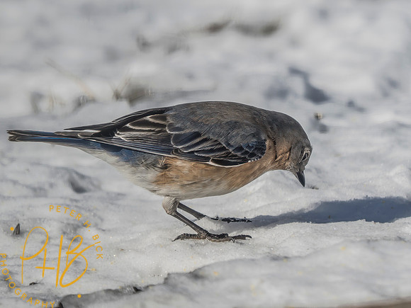 Indiana Birds and Wildlife 2025 2637-Edit