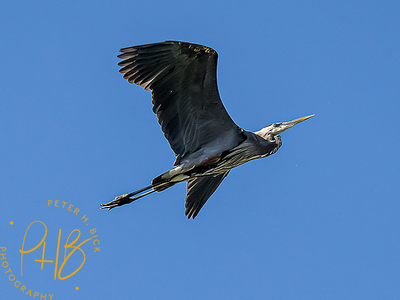 -Indiana Birds and Wildlife 2022 5286-Edit-Edit