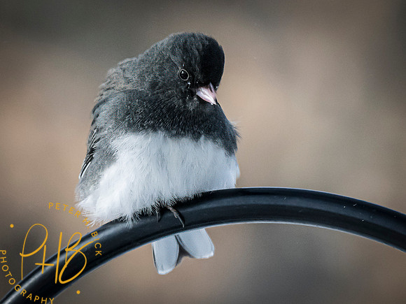 Indiana Birds and Wildlife 2024 0392-Edit