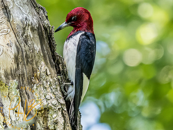 -Indiana Birds and Wildlife 2022 7243-Edit-Edit