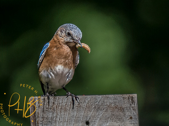 -Indiana Birds and Wildlife 2022 6560-Edit-Edit