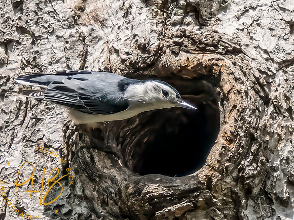 Indiana Birds and Wildlife 2024 5197-Edit